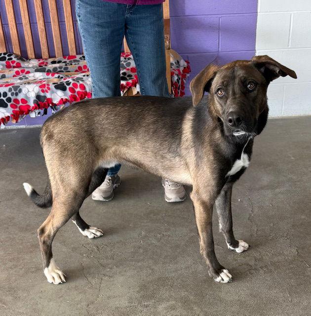 **BUBBA**, a Adoptable mixed breed in North Prairie, WI image 1/3