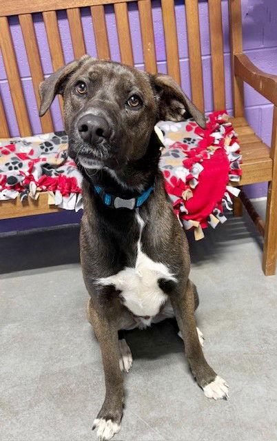 **BUBBA**, a Adoptable mixed breed in North Prairie, WI image 2/3