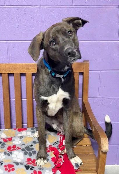 **BUBBA**, a Adoptable mixed breed in North Prairie, WI image 3/3