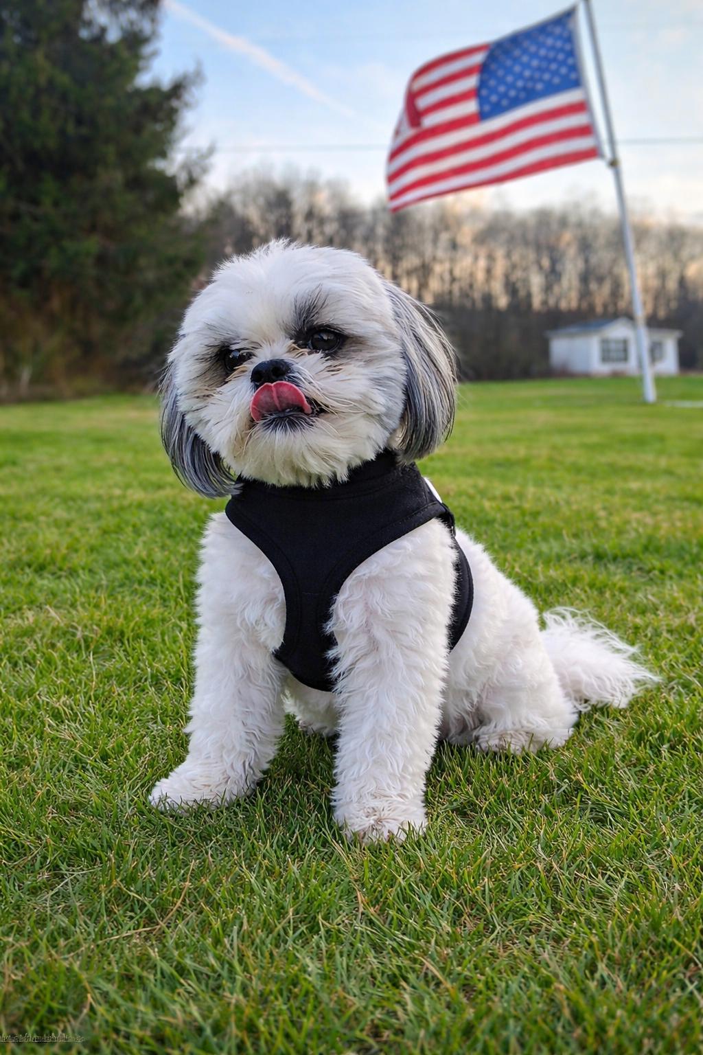 Chunk, a Adopted Shih Tzu in Elizabethtown, PA image 1/2