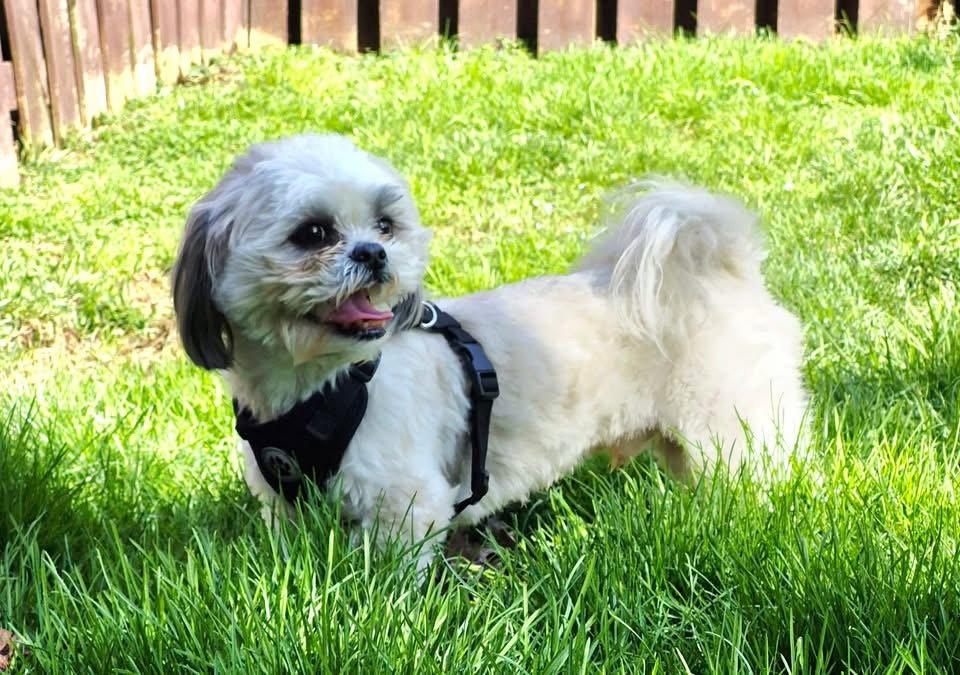 Chunk, a Adopted Shih Tzu in Elizabethtown, PA image 2/2