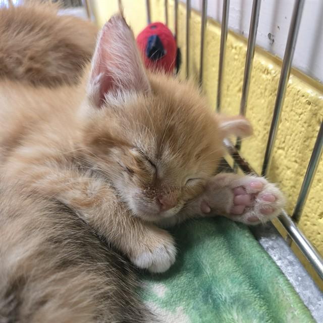 Enlarge RIDER, a Adoptable Domestic Short Hair in Easton, MD image 1/1