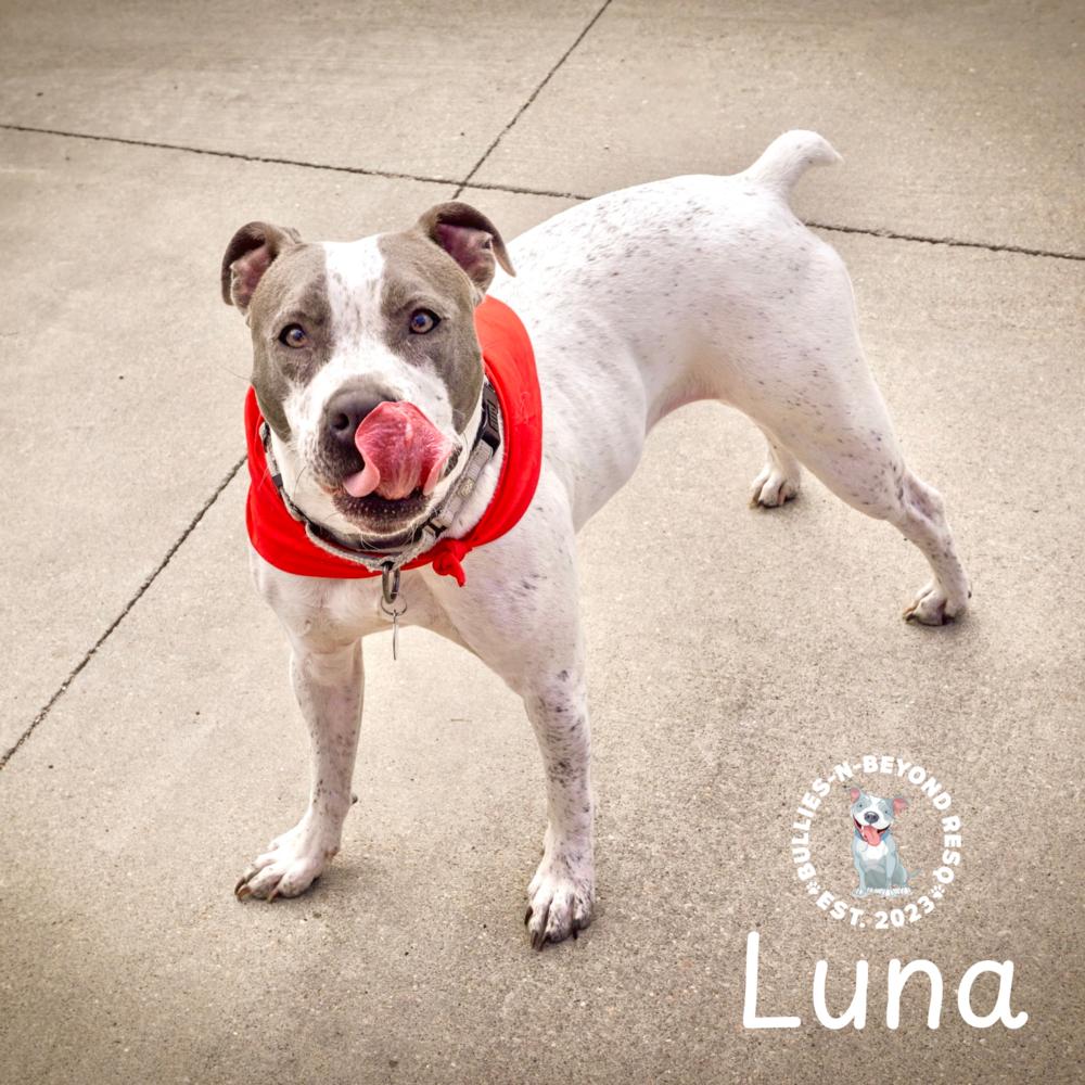 Luna, a Adoptable mixed breed in Omaha, NE image 1/6