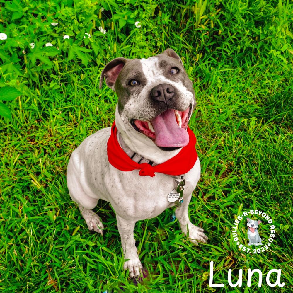 Luna, Adoptable, Adult Female Pit Bull Terrier.