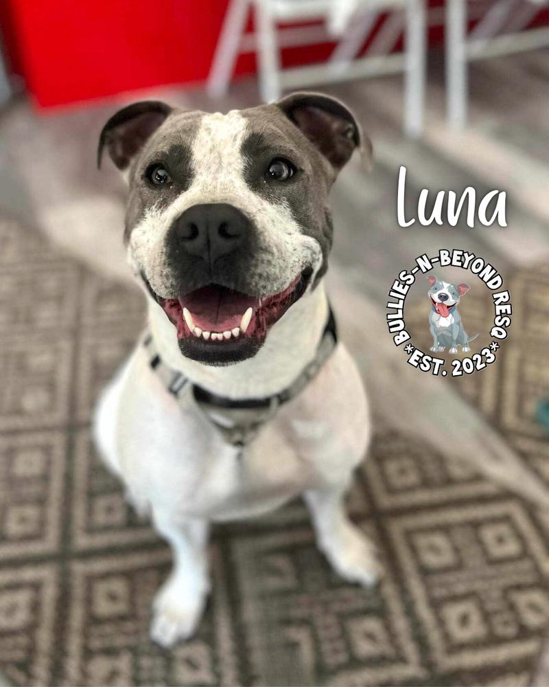 Luna, a Adoptable mixed breed in Omaha, NE image 3/6