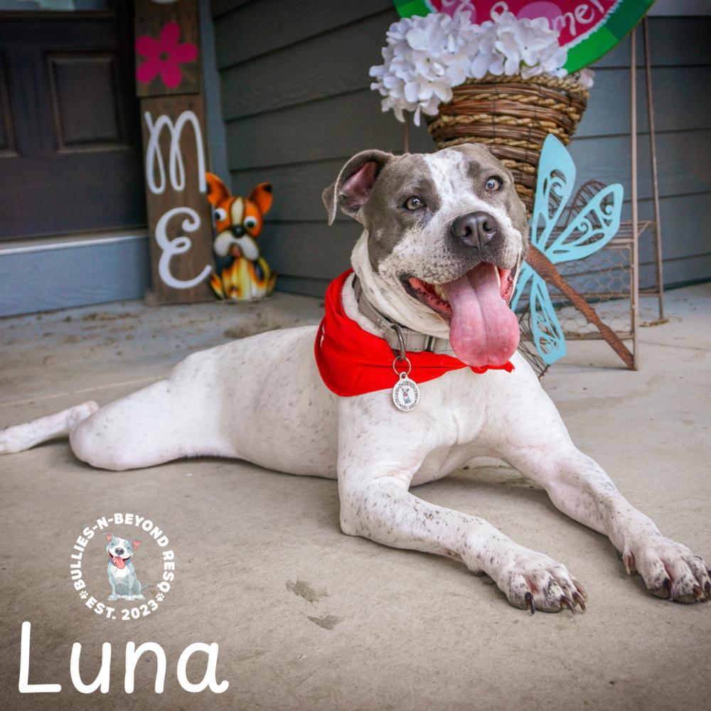 Luna, a Adoptable mixed breed in Omaha, NE image 4/6