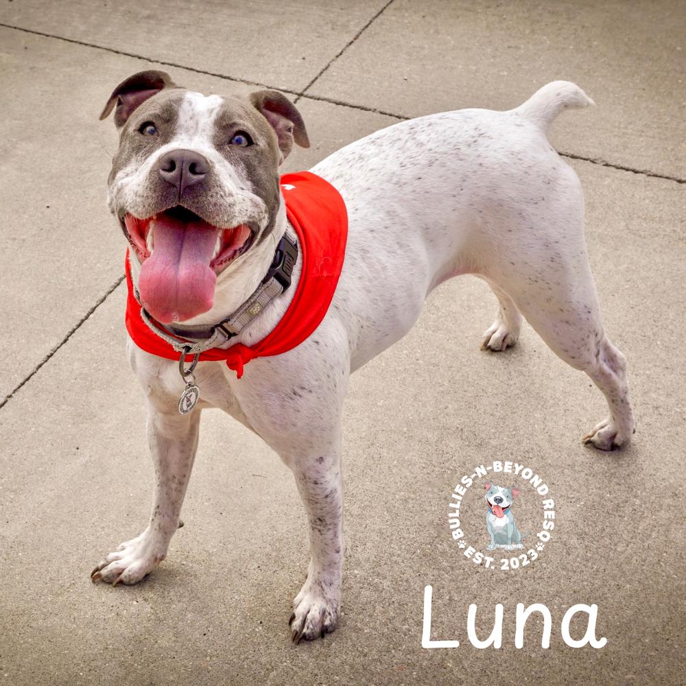 Luna, Adoptable, Adult Female Pit Bull Terrier.