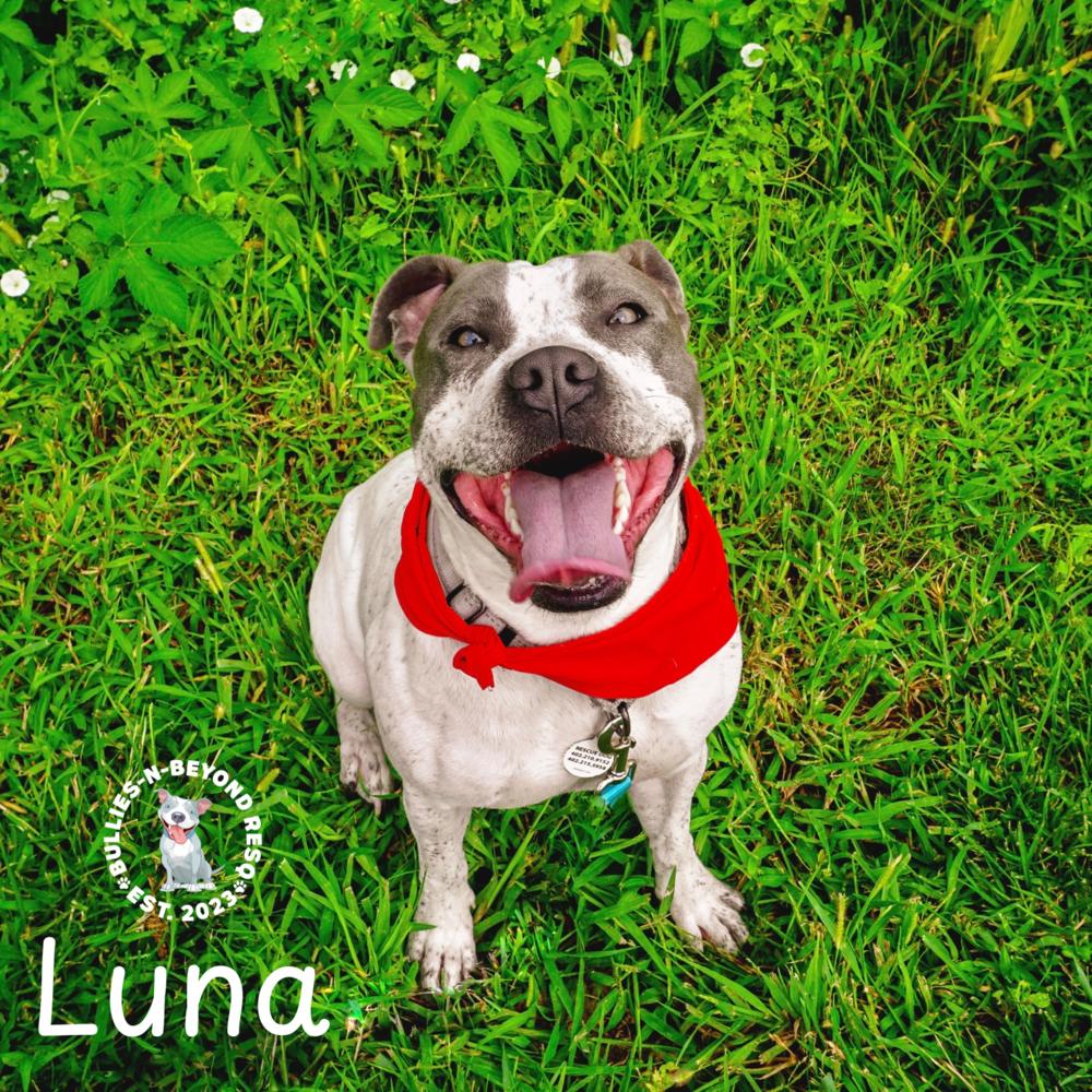 Luna, a Adoptable mixed breed in Omaha, NE image 6/6
