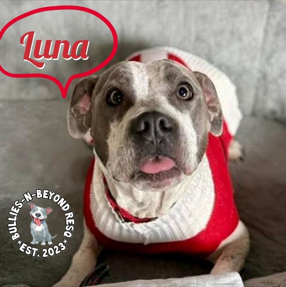 Enlarge Luna, a Adoptable mixed breed in Omaha, NE image 6/6