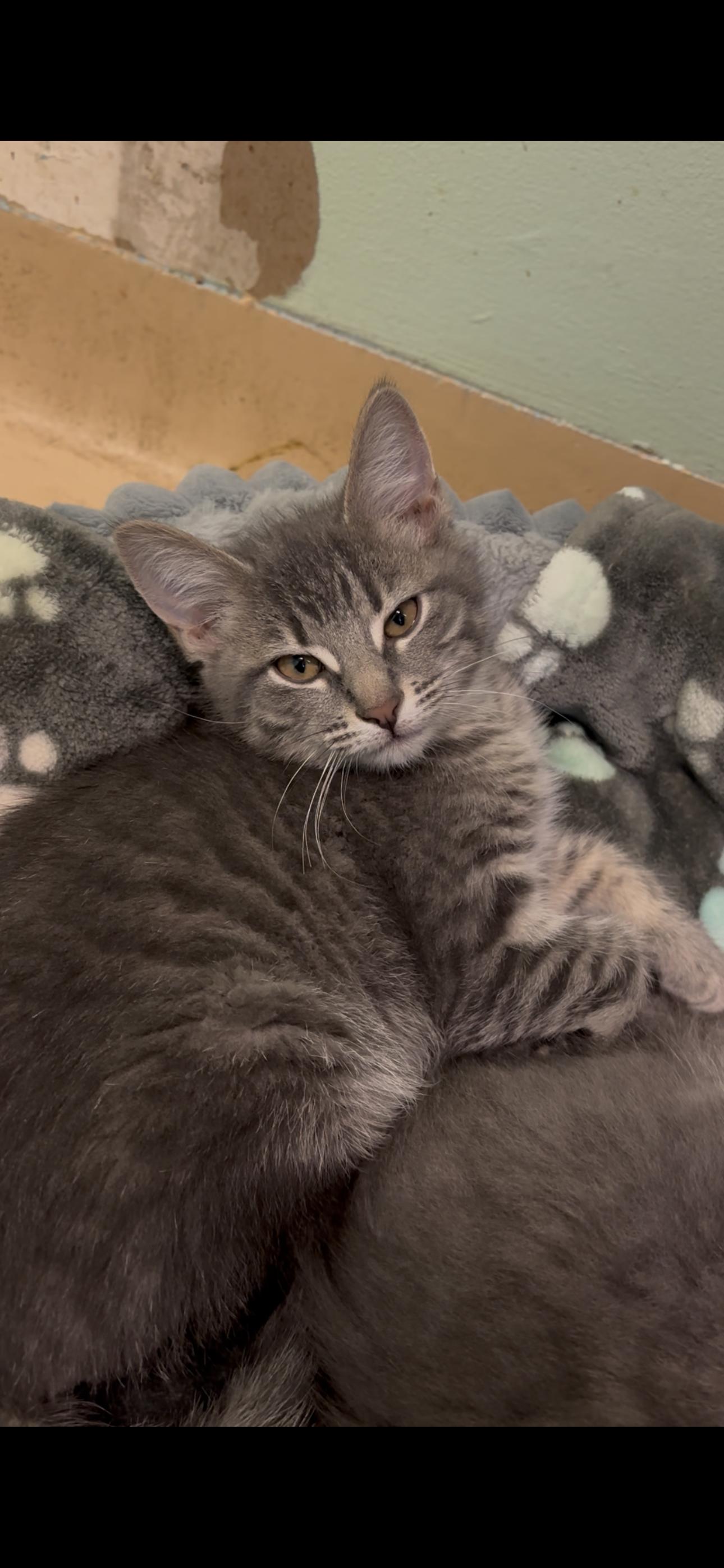 Enlarge Jimmy, a ADOPTABLE Domestic Short Hair in Franklin, IN image 1/1