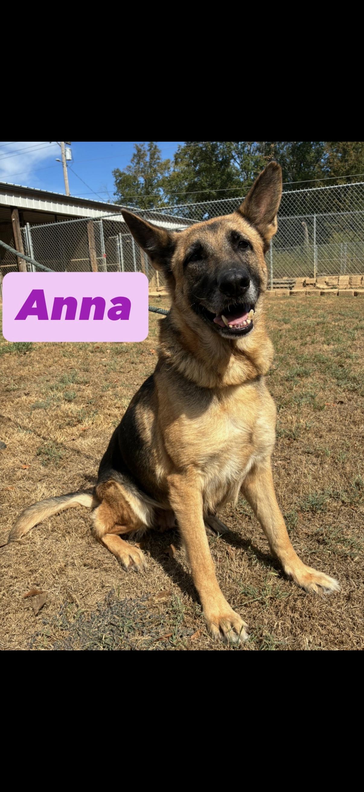 Anna - 6 years old, Adoptable, Adult Female German Shepherd Dog.