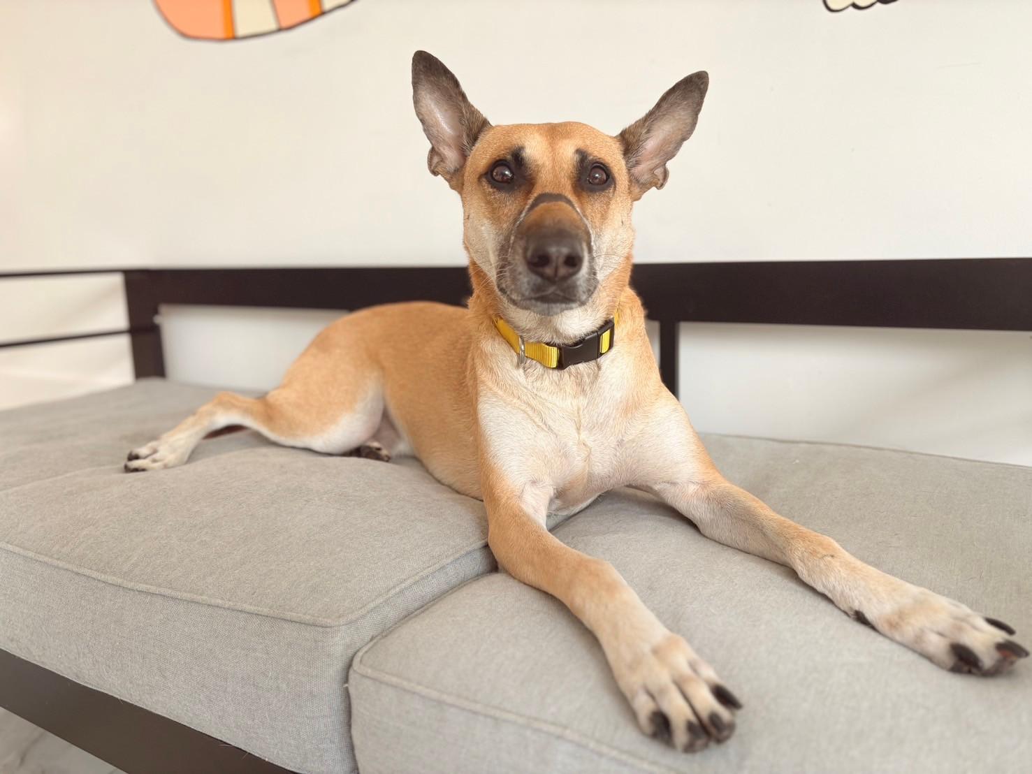 Ginger, Adult Male German Shepherd Dog