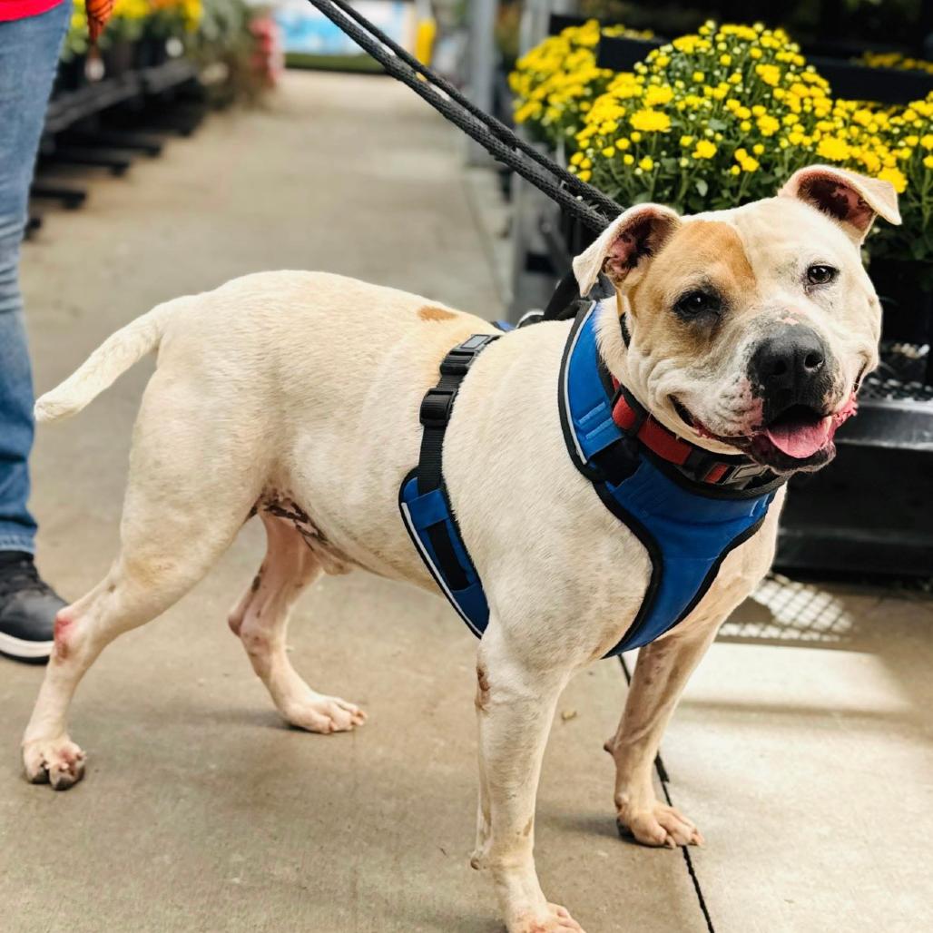 Roscoe, Adoptable, Adult Male American Staffordshire Terrier & Mixed Breed.