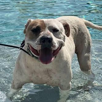 Enlarge Roscoe, a Adoptable mixed breed in Newborn, GA image 3/6