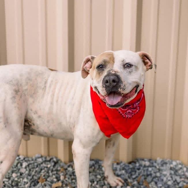 Enlarge Roscoe, a Adoptable mixed breed in Newborn, GA image 5/6