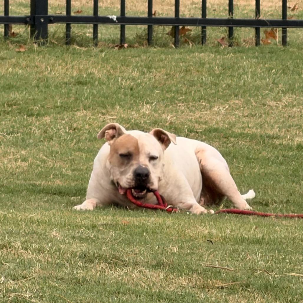 Enlarge Roscoe, a Adoptable mixed breed in Newborn, GA image 2/6