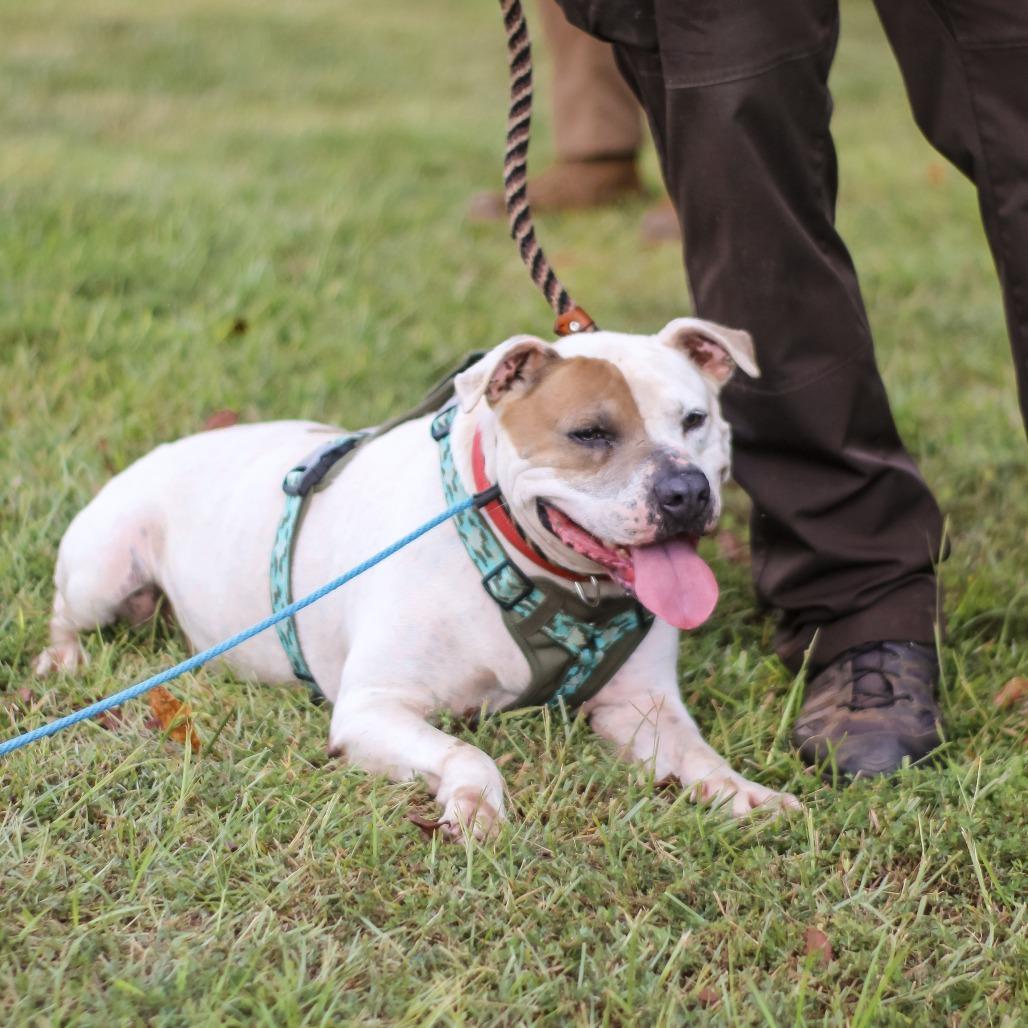 Enlarge Roscoe, a Adoptable mixed breed in Newborn, GA image 6/6