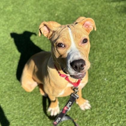 Tinkerbelle, Adoptable, Adult Female Pit Bull Terrier & Mixed Breed.