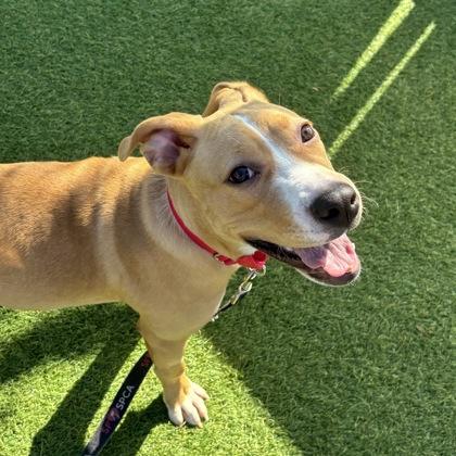 Enlarge Tinkerbelle, a Adoptable mixed breed in San Francisco, CA image 2/3