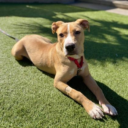 Enlarge Tinkerbelle, a Adoptable mixed breed in San Francisco, CA image 3/3