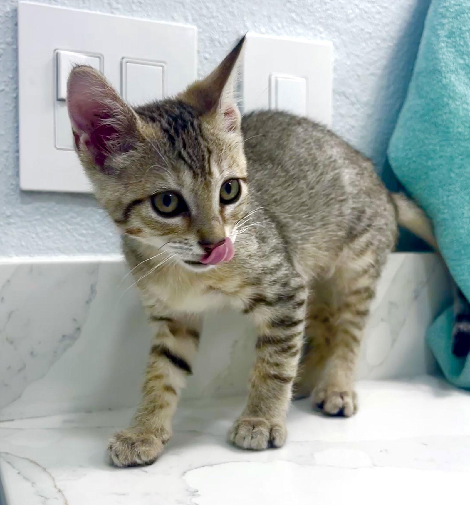 Mateo, Adoptable, Kitten Male Tabby.
