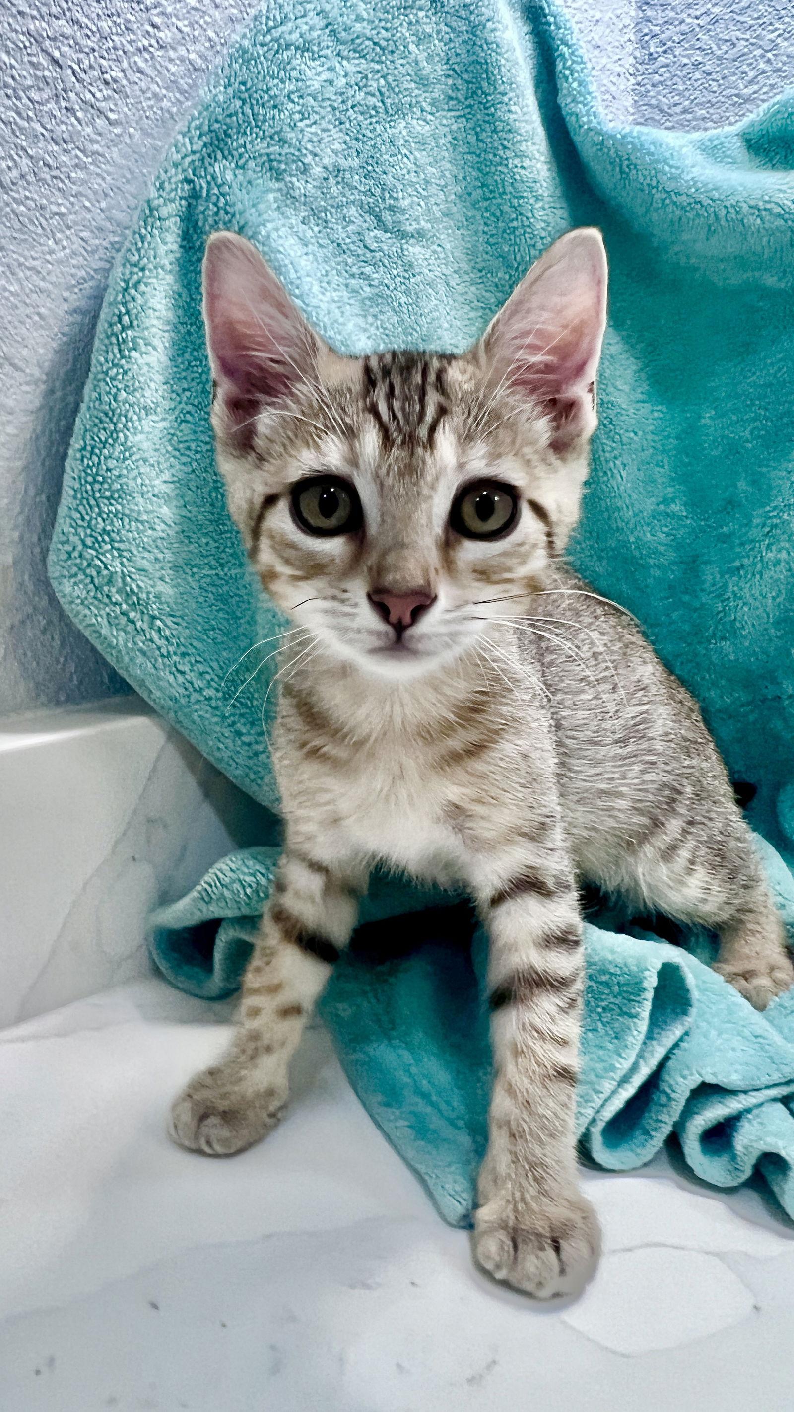 Enlarge Mateo, a Adoptable Tabby in Orlando, FL image 2/3