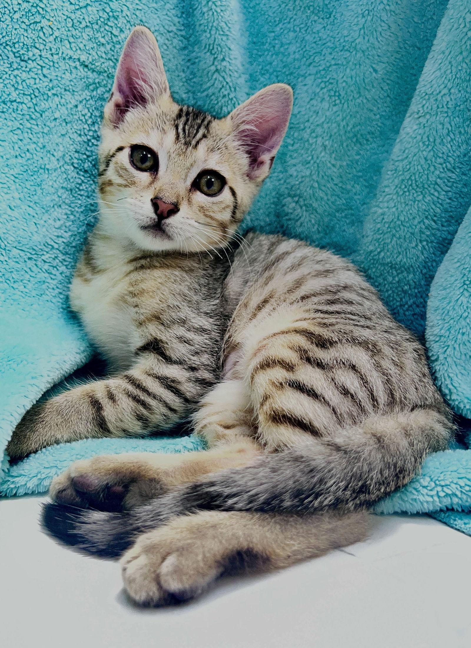 Enlarge Mateo, a Adoptable Tabby in Orlando, FL image 3/3