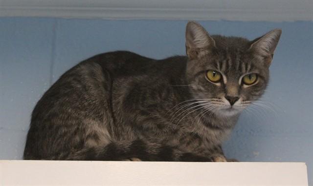 LUXIE, Adoptable, Young Female Domestic Short Hair.
