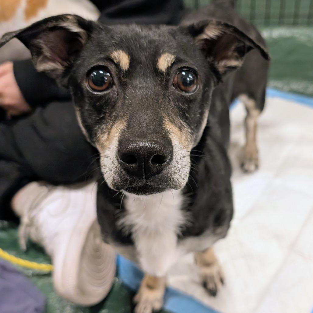 Enlarge Nevaeh OS NV PDR, a Adoptable mixed breed in Las Vegas, NV image 2/4