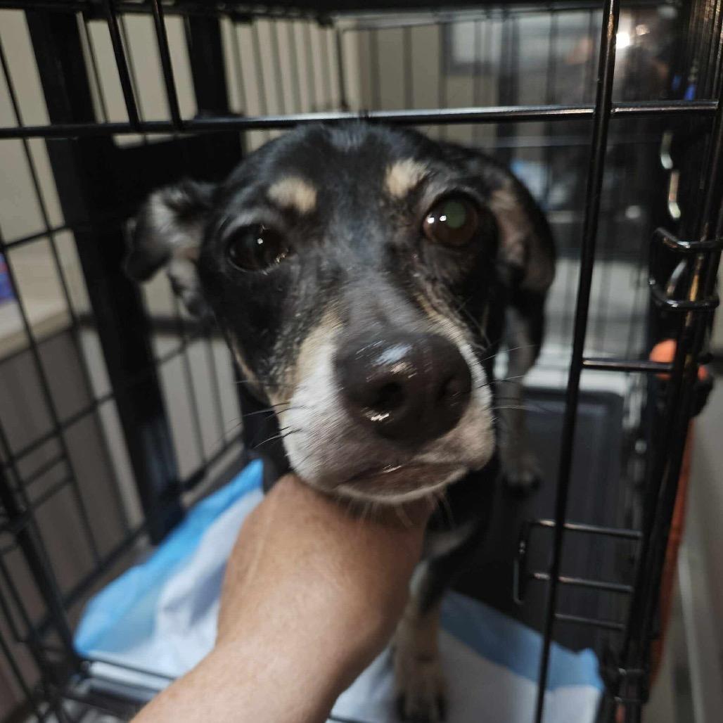 Enlarge Nevaeh OS NV PDR, a Adoptable mixed breed in Las Vegas, NV image 3/4