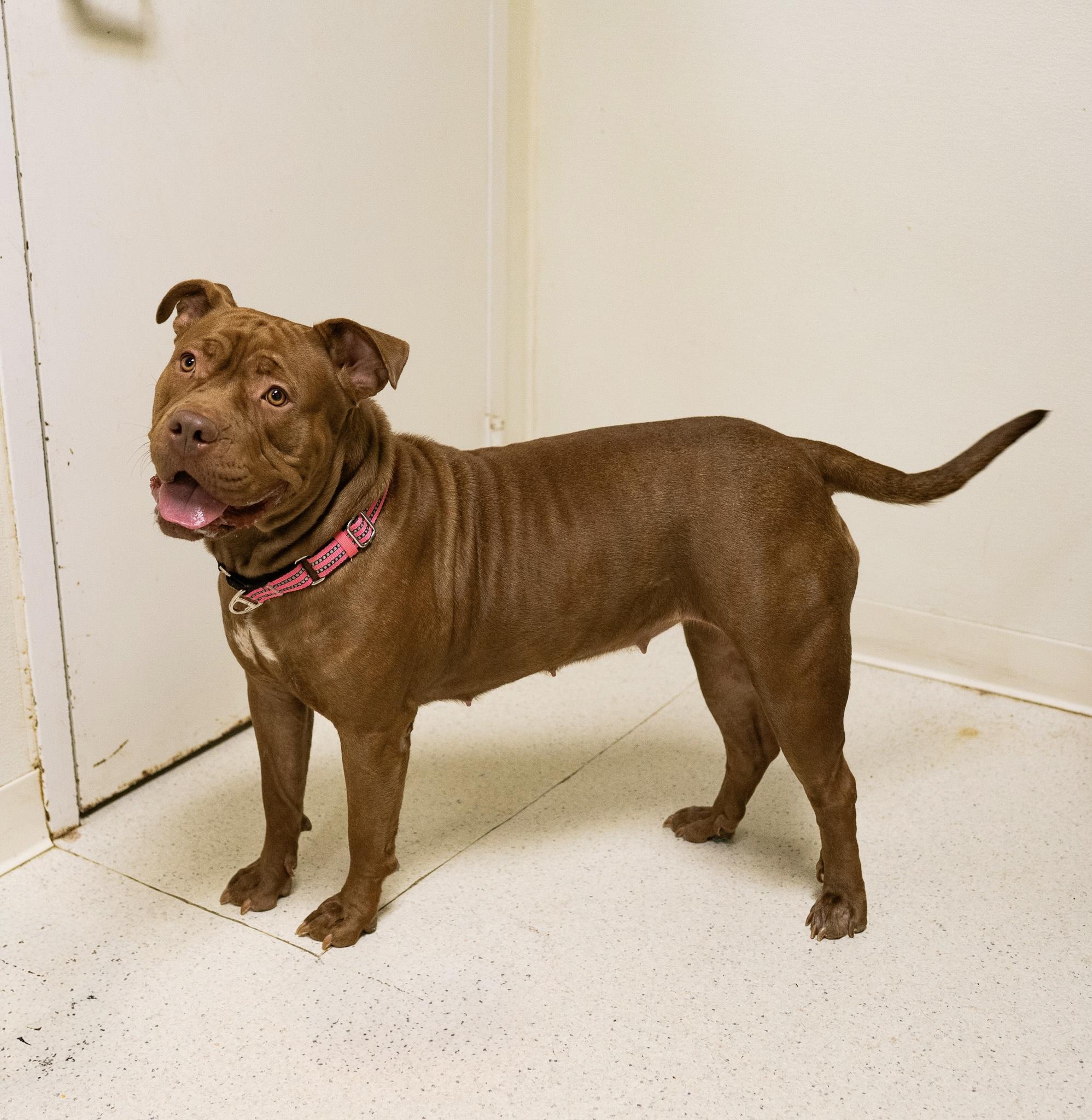 Fiona, an adoptable mixed breed in Cincinnati, OH image 1/4