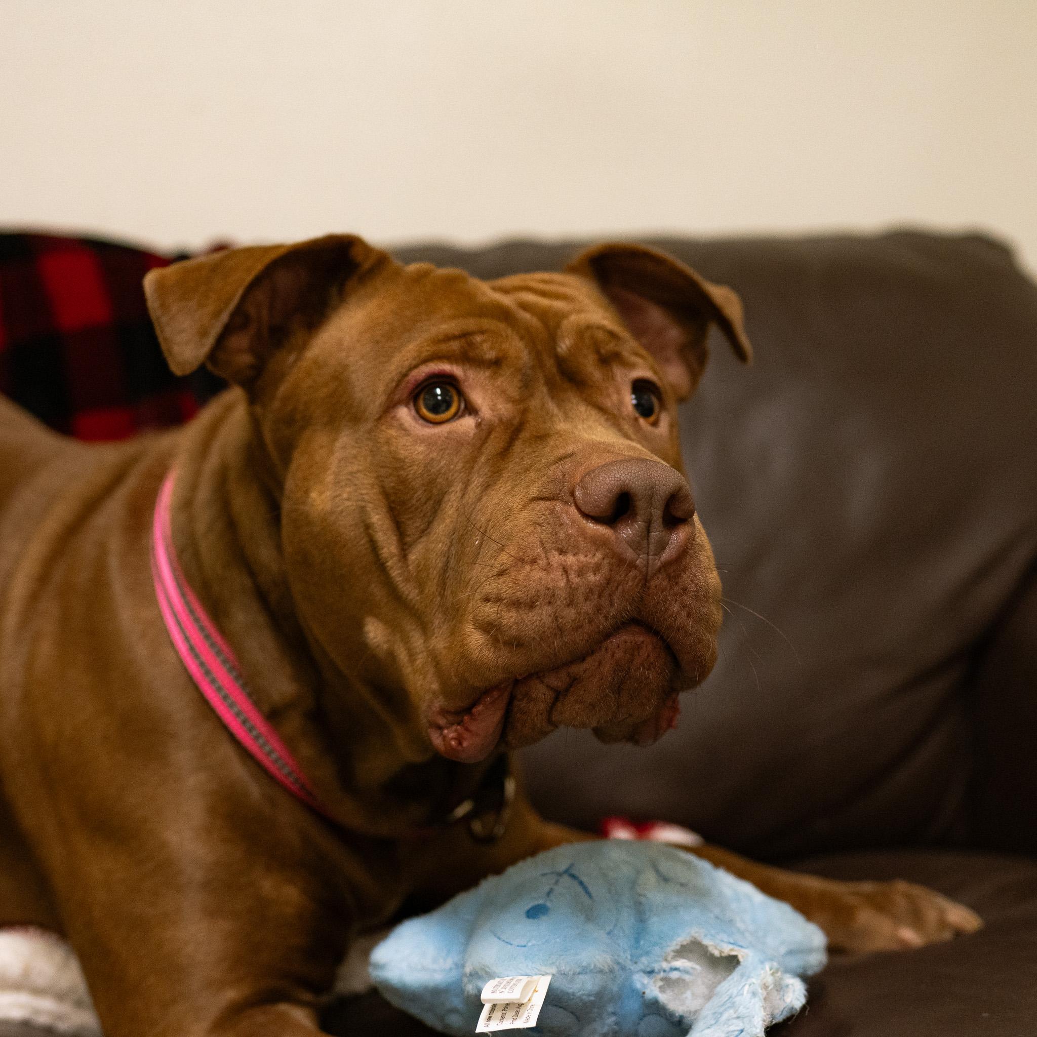 Fiona, an adoptable mixed breed in Cincinnati, OH image 2/4