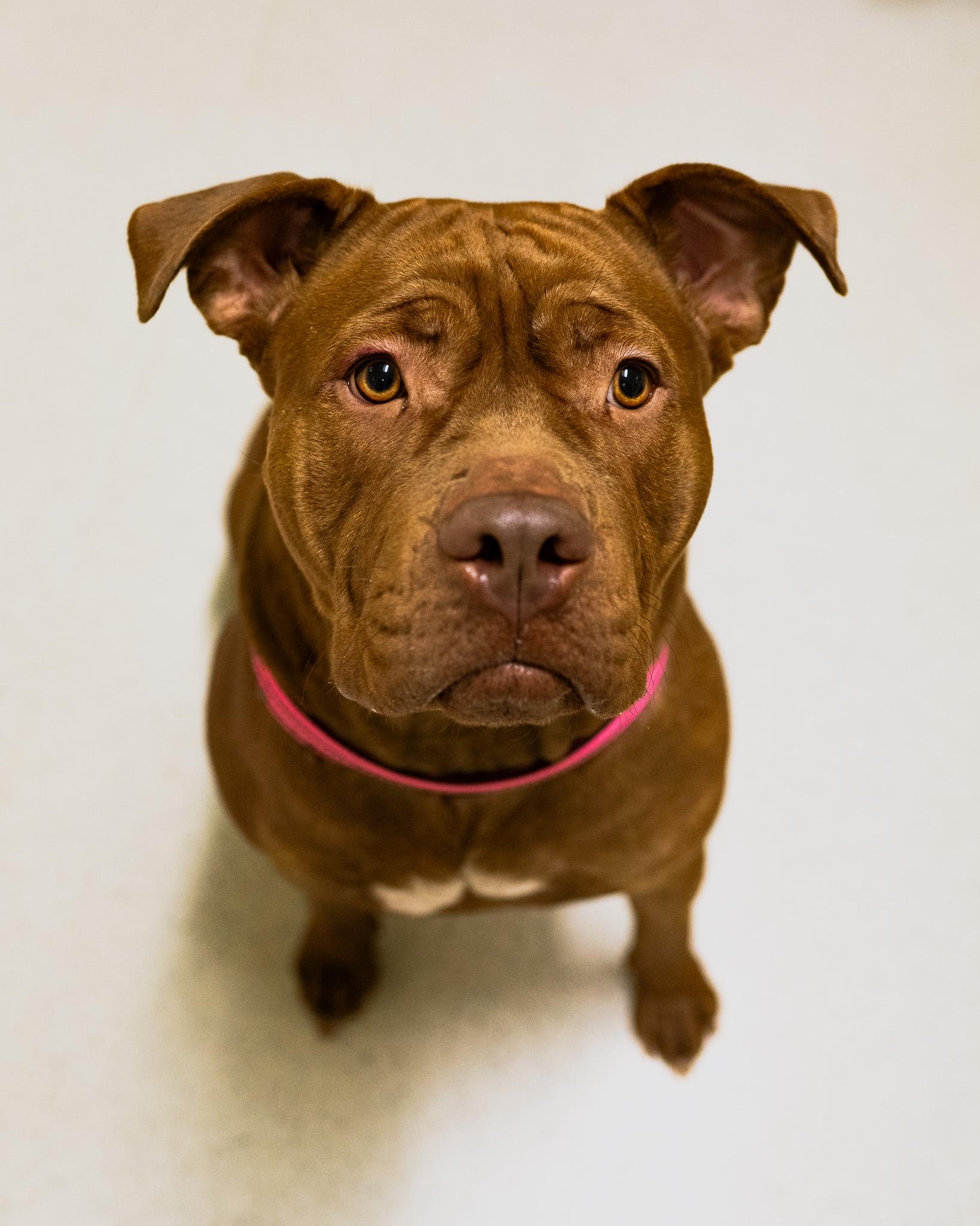 Fiona, an adoptable mixed breed in Cincinnati, OH image 3/4