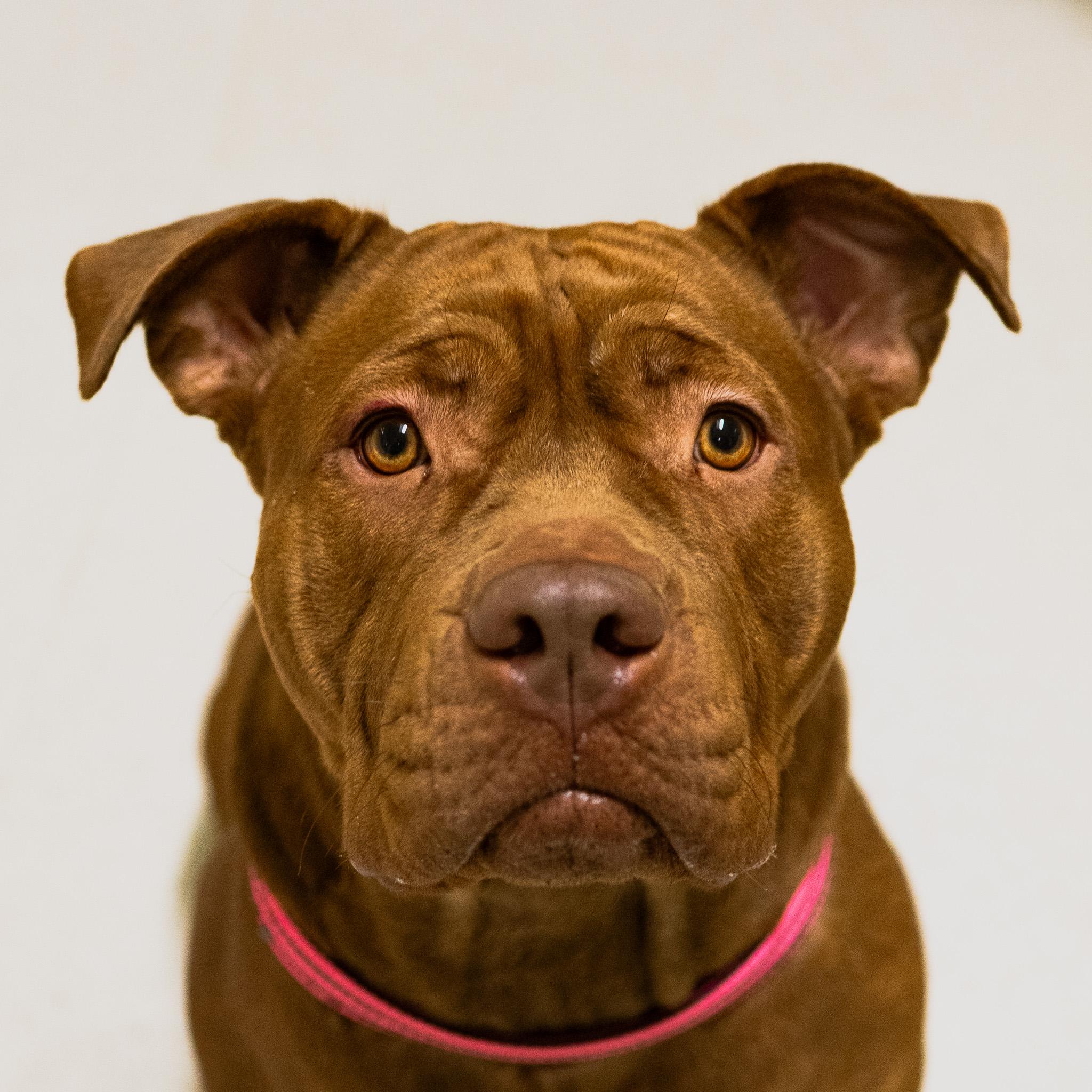 Fiona, an adoptable mixed breed in Cincinnati, OH image 4/4