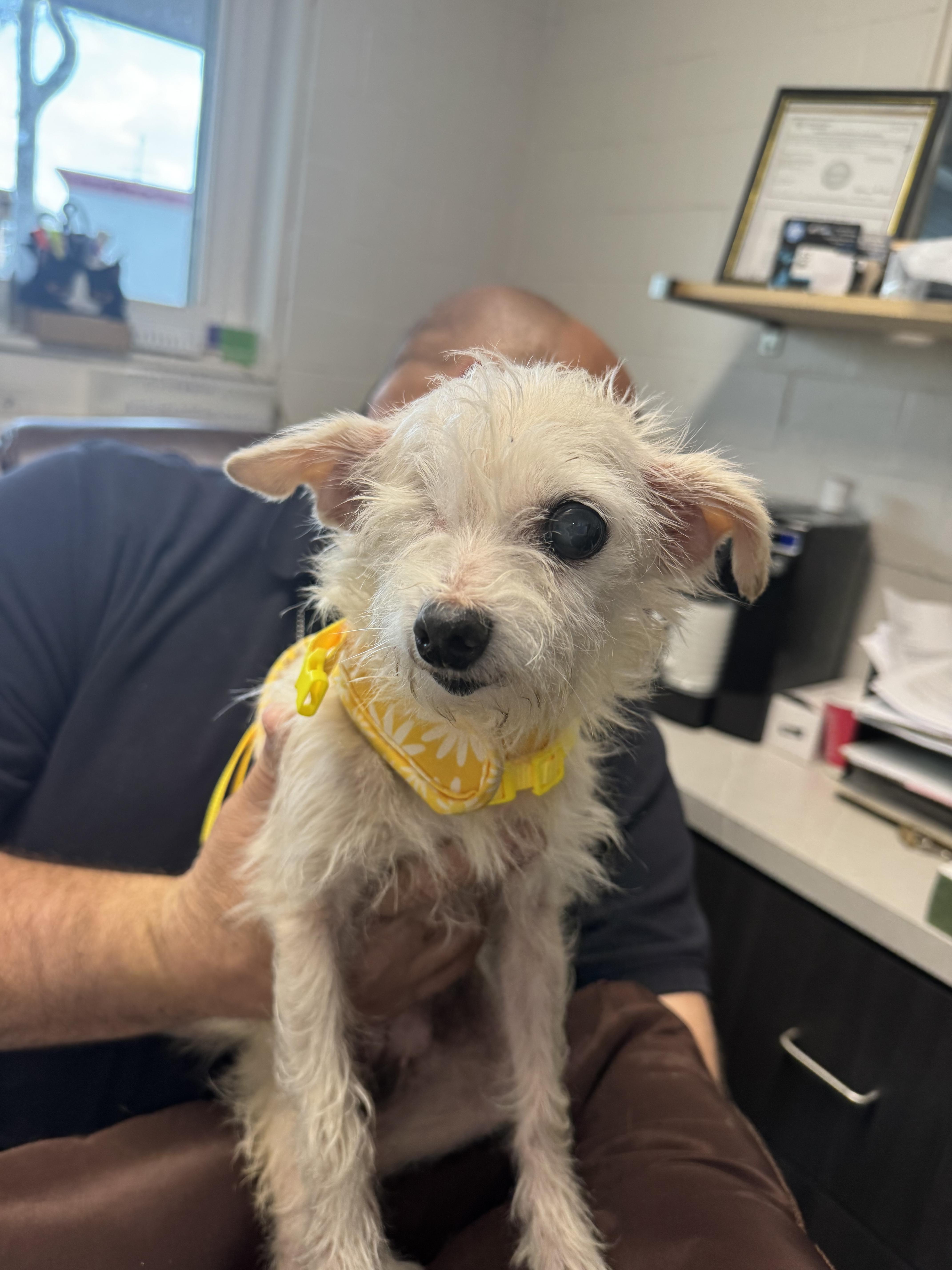 Enlarge Fettuccine, a ADOPTABLE Chihuahua in Salem, OH image 1/1