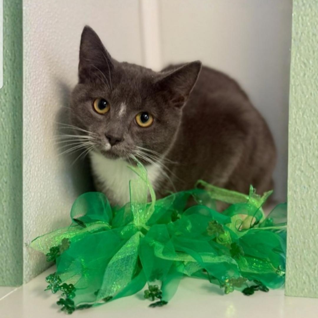 Derrick, ADOPTABLE, Young Male Domestic Short Hair.