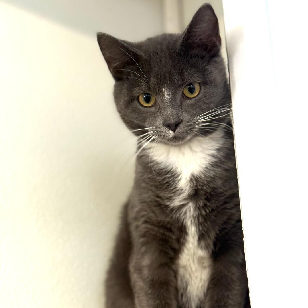 Enlarge Derrick, a ADOPTABLE Domestic Short Hair in Greensburg, PA image 5/5