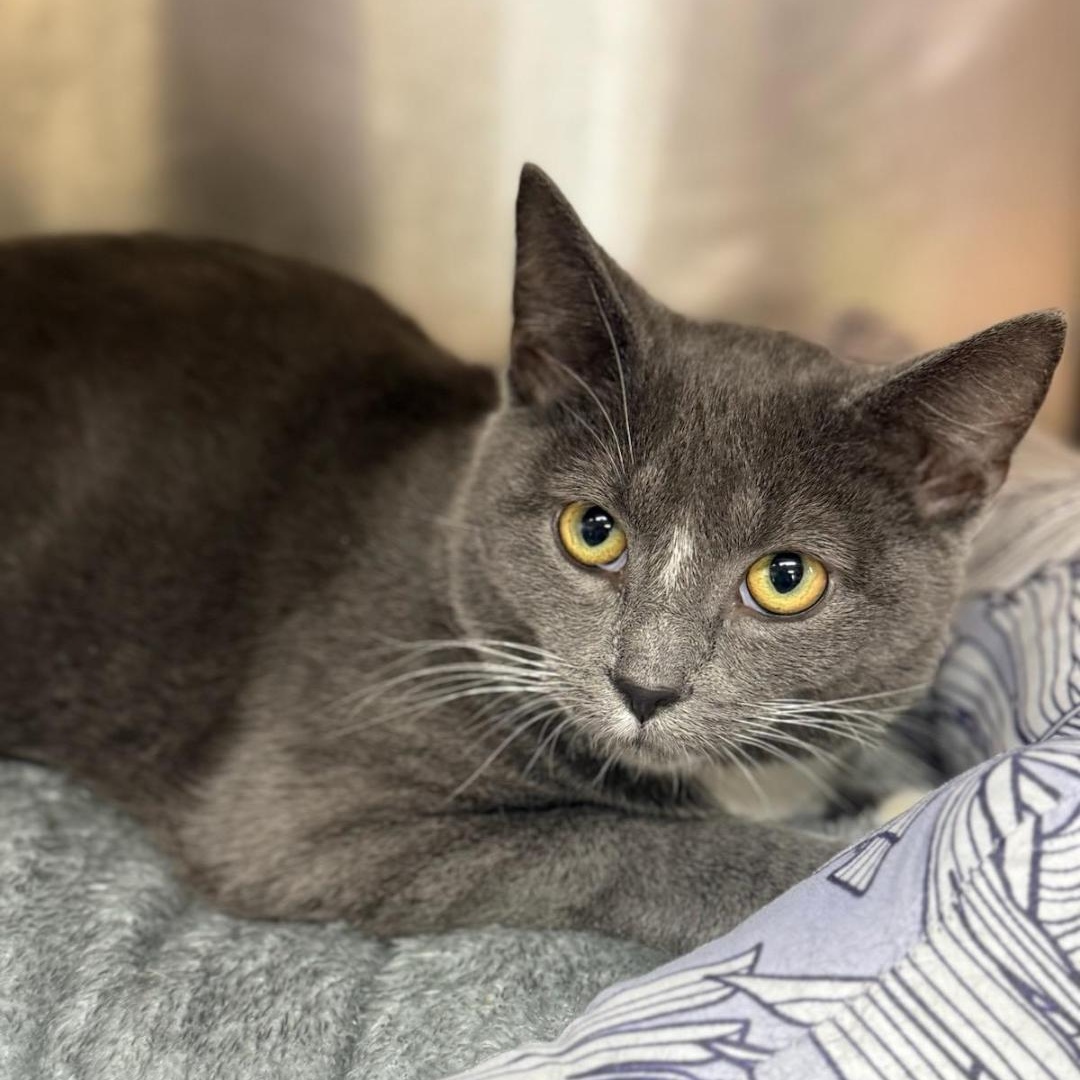 Enlarge Derrick, a ADOPTABLE Domestic Short Hair in Greensburg, PA image 4/5
