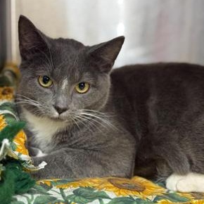 Enlarge Derrick, a ADOPTABLE Domestic Short Hair in Greensburg, PA image 2/5