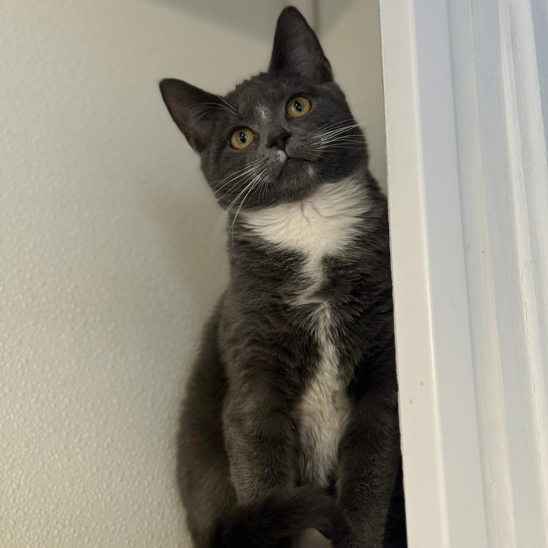 Enlarge Derrick, a ADOPTABLE Domestic Short Hair in Greensburg, PA image 3/5