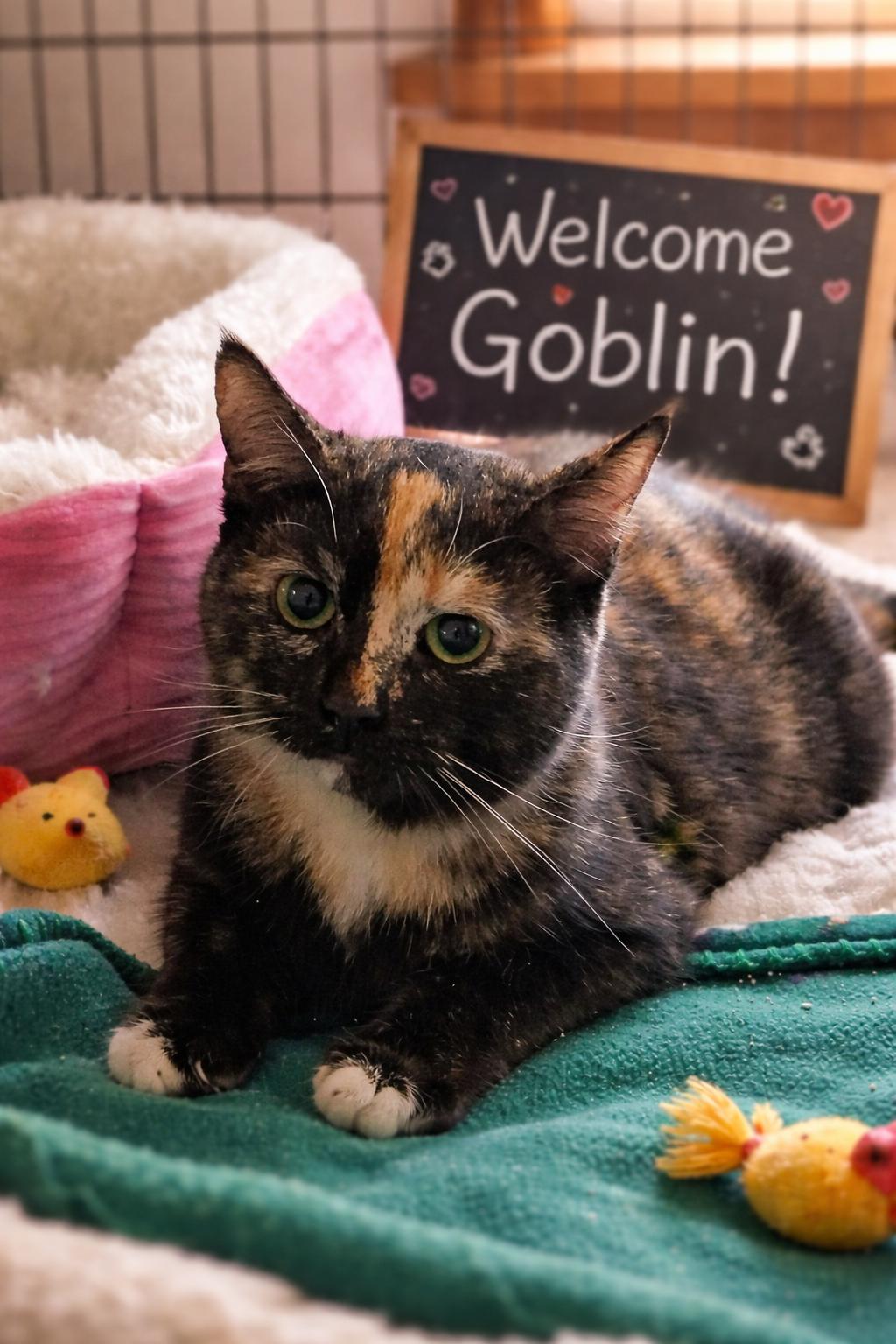 Enlarge Goblin, a Adopted mixed breed in Lynchburg, TN image 1/1
