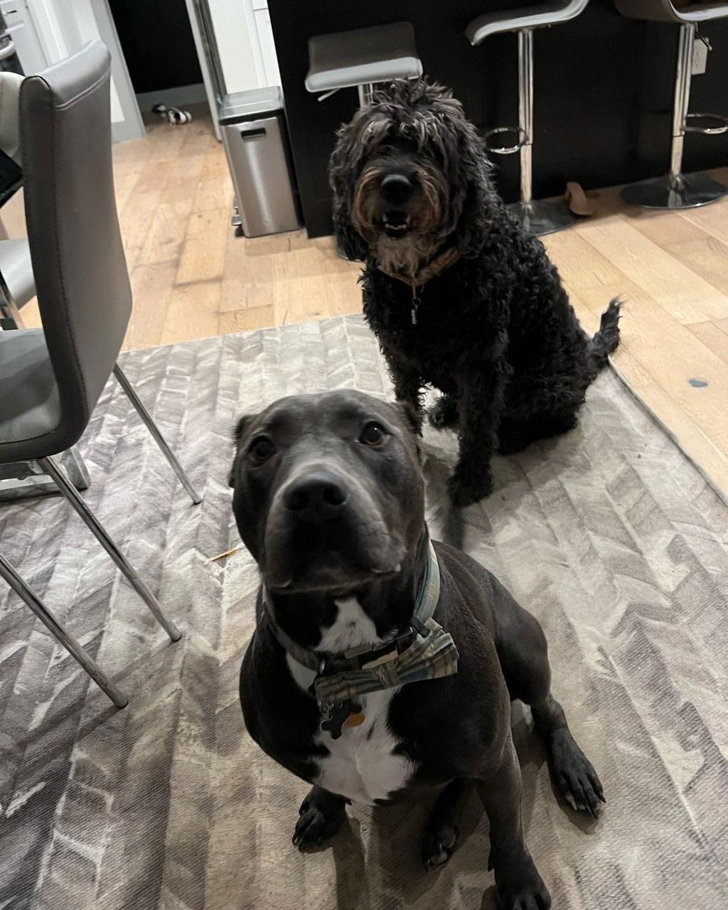 Enlarge Logan, a Adoptable Pit Bull Terrier in Dallas, TX image 1/3