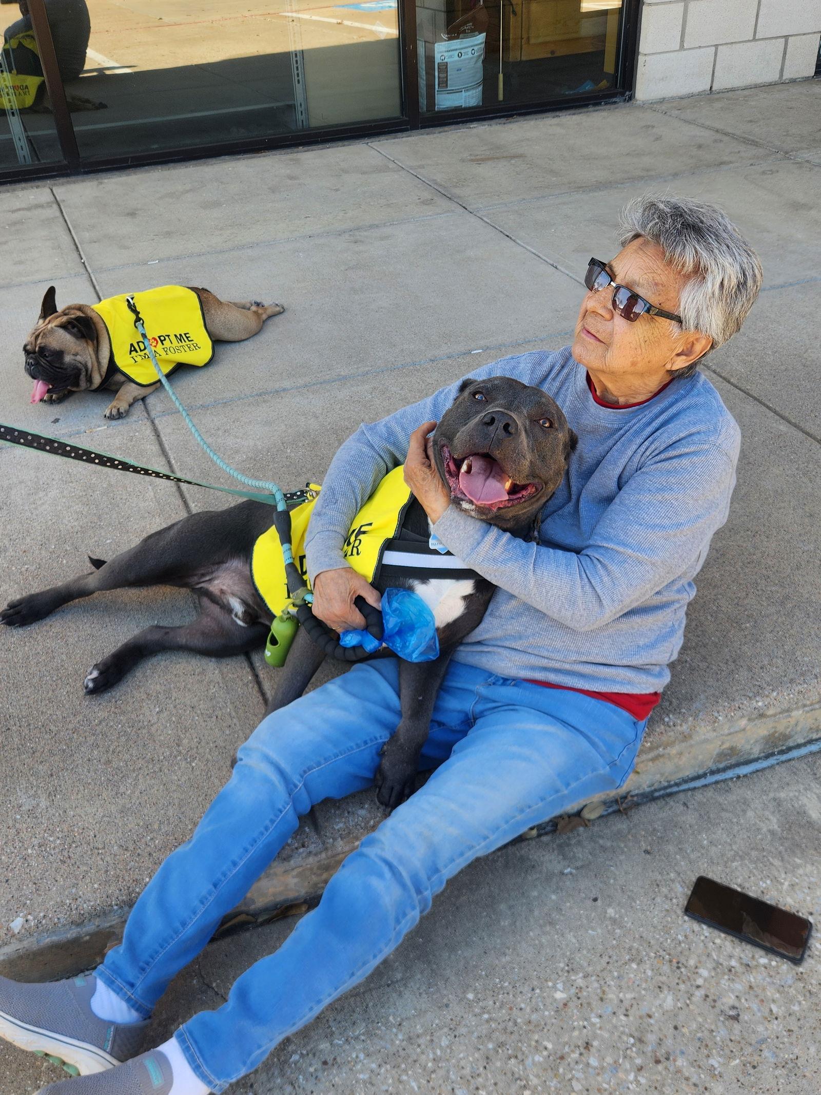 Enlarge Logan, a Adoptable Pit Bull Terrier in Dallas, TX image 2/3