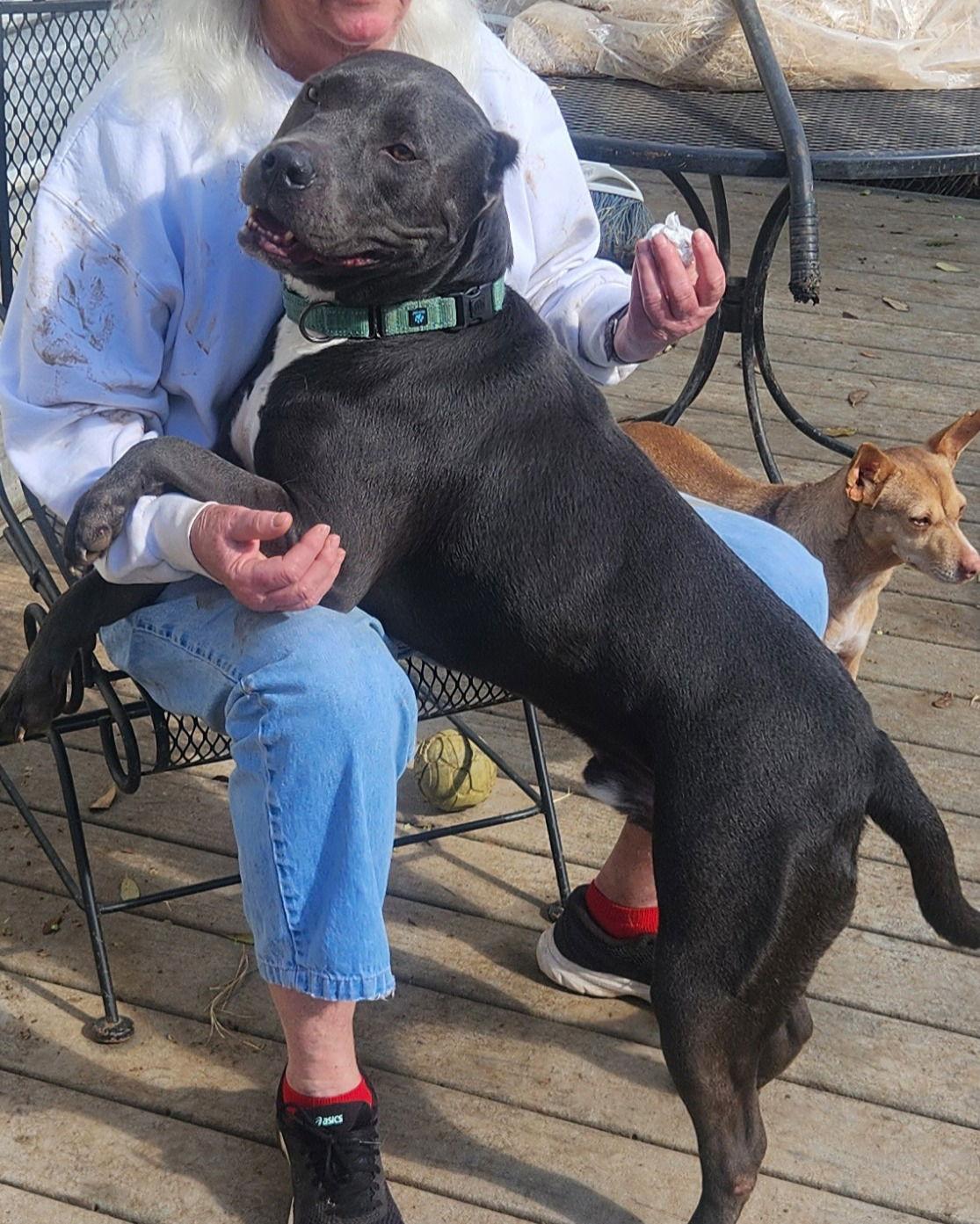 Enlarge Logan, a Adoptable Pit Bull Terrier in Dallas, TX image 3/3
