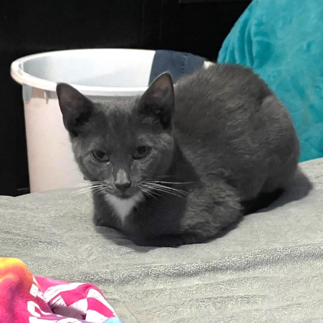 Ginevra, Adult Female Domestic Short Hair