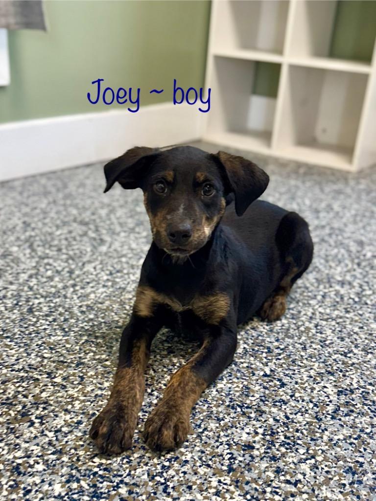 Enlarge Joey, a Adoptable mixed breed in Carthage, MO image 1/1
