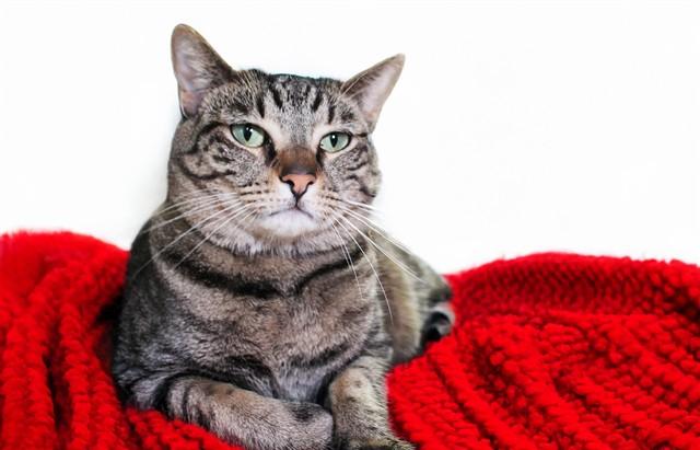 JEAN, Adoptable, Young Female Domestic Short Hair.