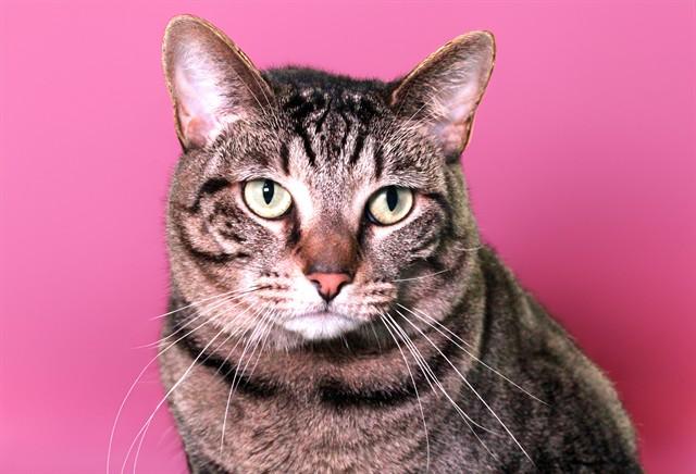 Enlarge JEAN, a Adoptable Domestic Short Hair in Fort Lauderdale, FL image 1/1