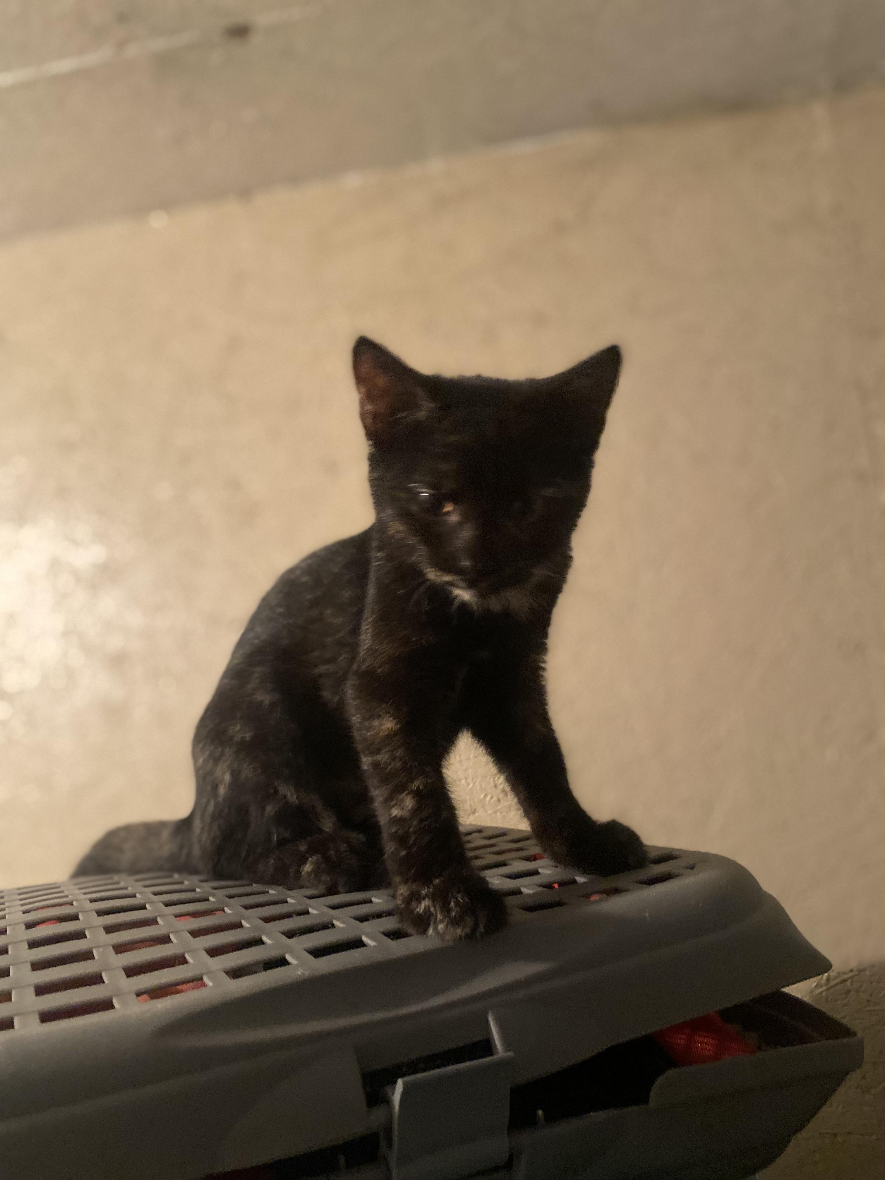 Edna, a Adoptable Domestic Short Hair in Eagleville, TN image 2/2