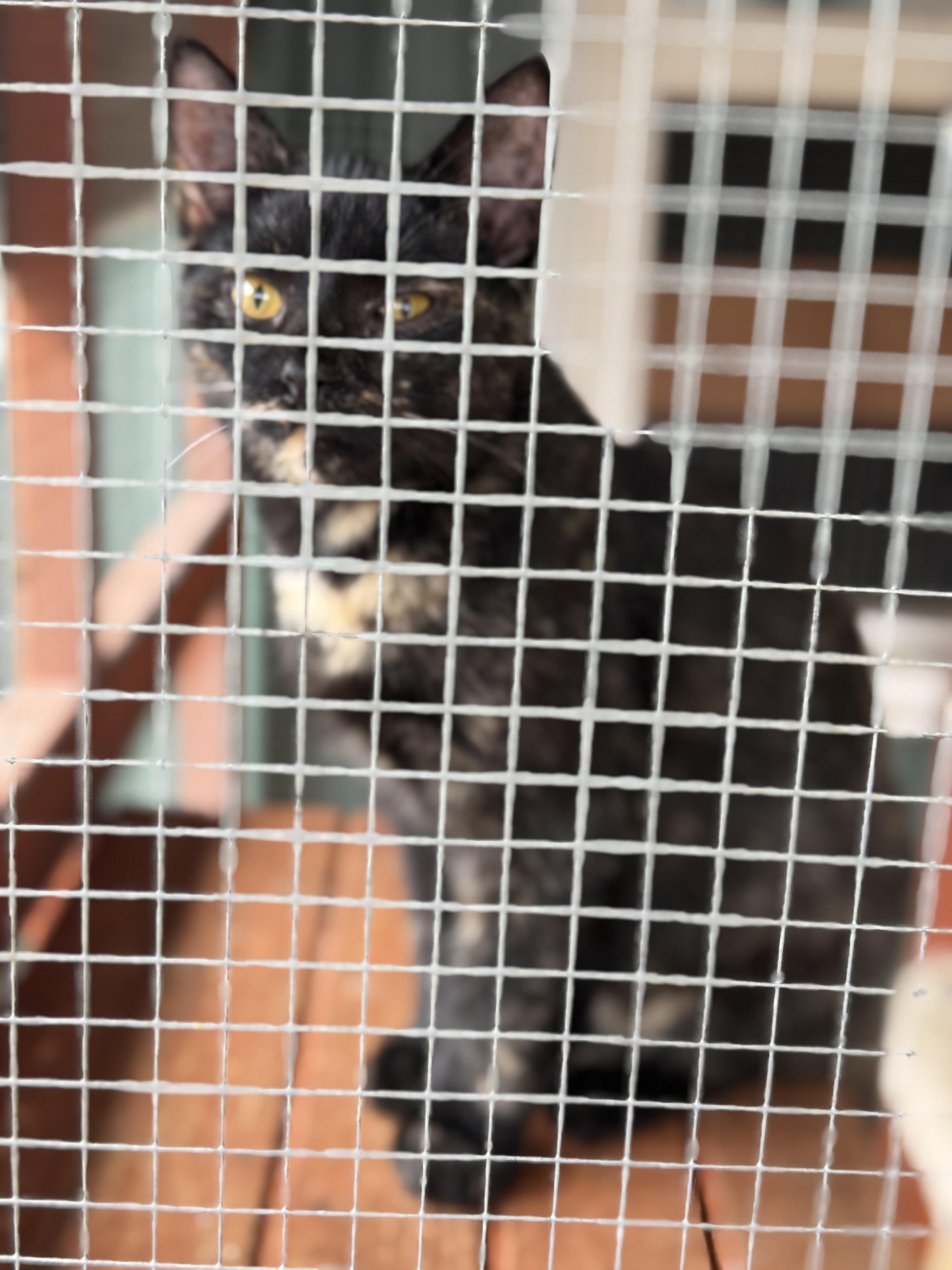 Edna, a Adoptable Domestic Short Hair in Eagleville, TN image 1/2